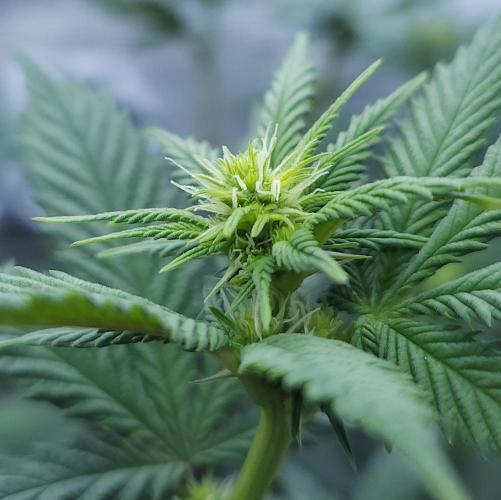 Butterbean Birdseed - Fast Flowering LSO. Week 11 - Rockstar Kush (Day 71)