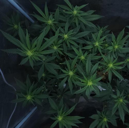 Butterbean Birdseed - Fast Flowering LSO. Week 11 - Faster Master (Day 71)