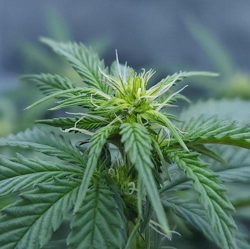 Butterbean Birdseed - Fast Flowering LSO. Week 11 - Faster Master (Day 71)