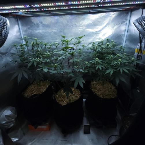 Butterbean Birdseed - Fast Flowering LSO. Week 11 - 04/15/26