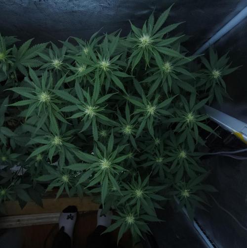 Butterbean Birdseed - Fast Flowering LSO. Week 11 - UBC Chemo (Day 81)