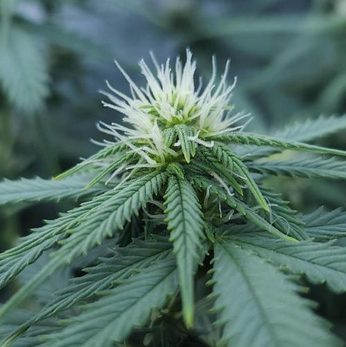 Butterbean Birdseed - Fast Flowering LSO. Week 11 - UBC Chemo (Day 81)