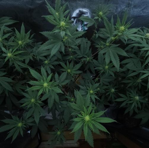 Butterbean Birdseed - Fast Flowering LSO. Week 11 - Rockstar Kush (Day 72)
