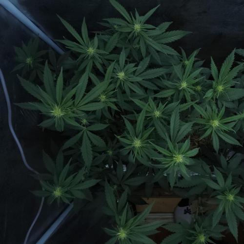 Butterbean Birdseed - Fast Flowering LSO. Week 11 - Faster Master (Day 72)