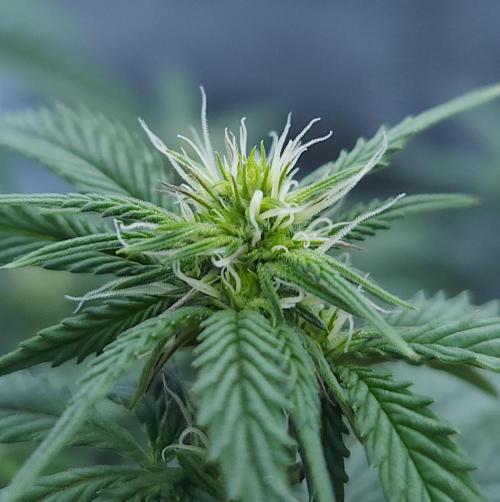 Butterbean Birdseed - Fast Flowering LSO. Week 11 - Faster Master (Day 72)