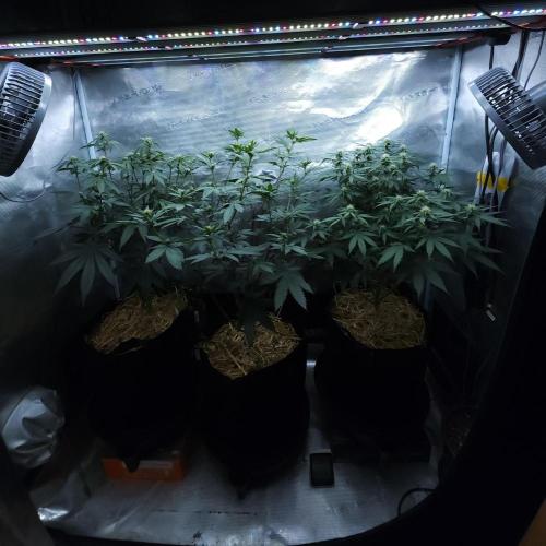 Butterbean Birdseed - Fast Flowering LSO. Week 11 - 04/16/26