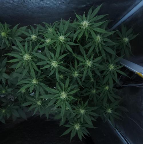 Butterbean Birdseed - Fast Flowering LSO. Week 11 - UBC Chemo (Day 82)