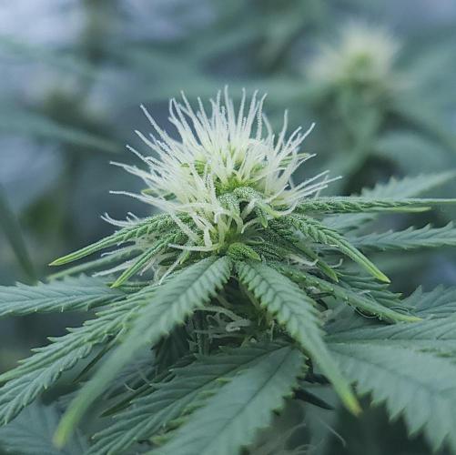 Butterbean Birdseed - Fast Flowering LSO. Week 11 - UBC Chemo (Day 82)