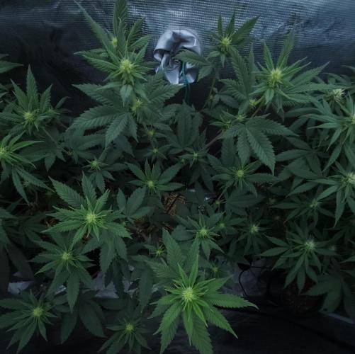 Butterbean Birdseed - Fast Flowering LSO. Week 11 - UBC Chemo (Day 82)
