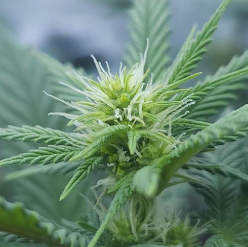 Butterbean Birdseed - Fast Flowering LSO. Week 11 - Rockstar Kush (Day 73)
