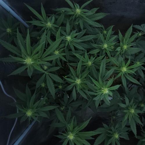 Butterbean Birdseed - Fast Flowering LSO. Week 11 - Faster Master (Day 73)
