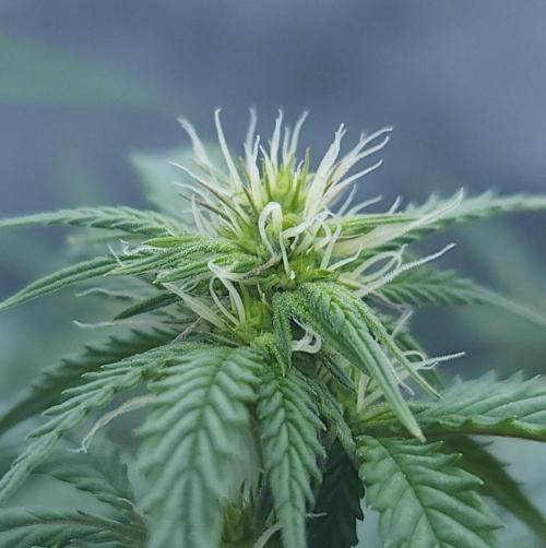 Butterbean Birdseed - Fast Flowering LSO. Week 11 - Faster Master (Day 73)