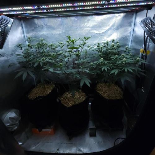 Butterbean Birdseed - Fast Flowering LSO. Week 11 - 04/17/26