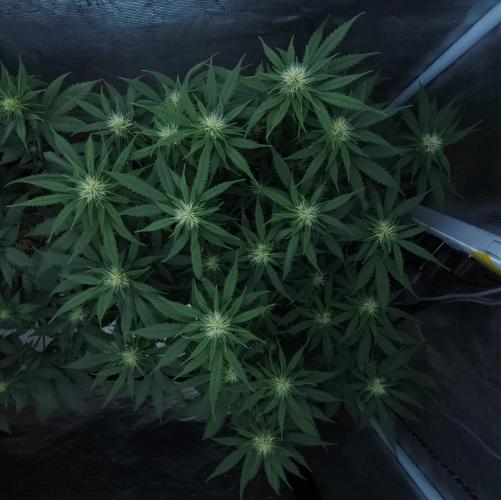Butterbean Birdseed - Fast Flowering LSO. Week 11 - UBC Chemo (Day 83)