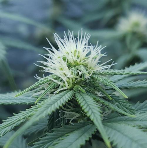Butterbean Birdseed - Fast Flowering LSO. Week 11 - UBC Chemo (Day 83)