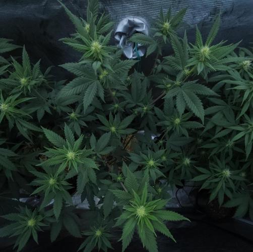 Butterbean Birdseed - Fast Flowering LSO. Week 11 - Rockstar Kush (Day 74)