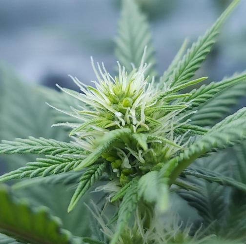 Butterbean Birdseed - Fast Flowering LSO. Week 11 - Rockstar Kush (Day 74)
