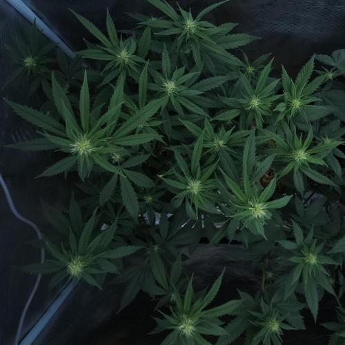 Butterbean Birdseed - Fast Flowering LSO. Week 11 - Faster Master (Day 74)