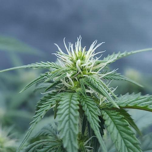Butterbean Birdseed - Fast Flowering LSO. Week 11 - Faster Master (Day 74)