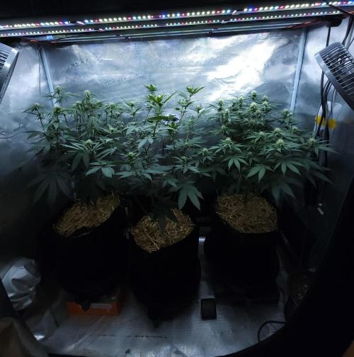 Butterbean Birdseed - Fast Flowering LSO. Week 11 - 04/18/26