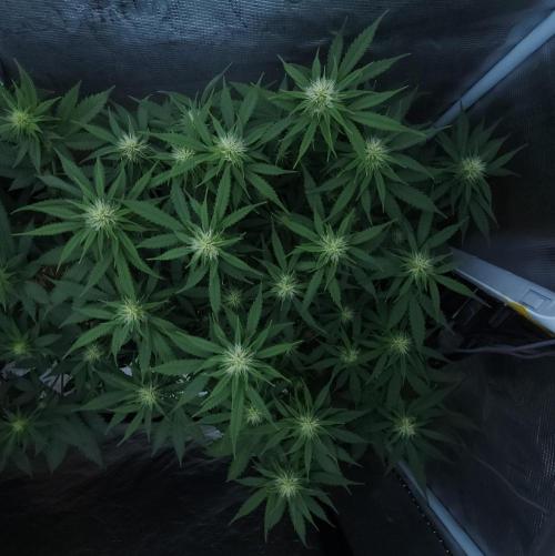 Butterbean Birdseed - Fast Flowering LSO. Week 11 - UBC Chemo (Day 84)