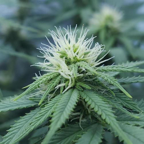 Butterbean Birdseed - Fast Flowering LSO. Week 11 - UBC Chemo (Day 84)