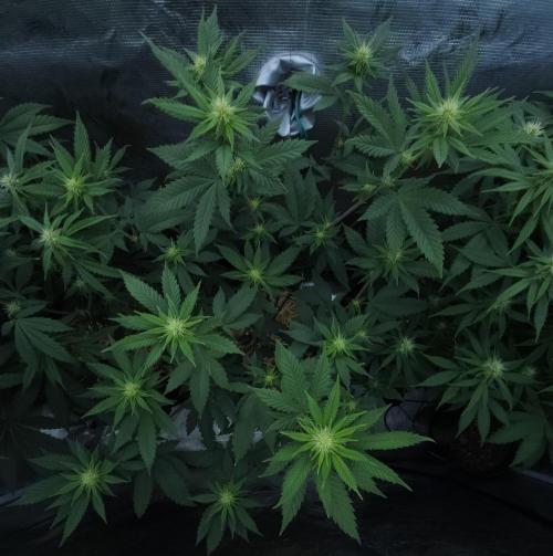 Butterbean Birdseed - Fast Flowering LSO. Week 11 - Rockstar Kush (Day 75)