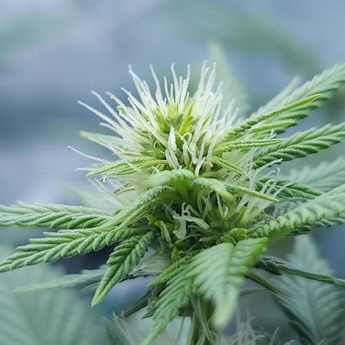 Butterbean Birdseed - Fast Flowering LSO. Week 11 - Rockstar Kush (Day 75)