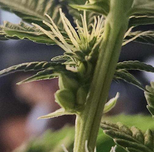 Butterbean Birdseed - Fast Flowering LSO. Week 11 - Rockstar Kush (Day 75)
