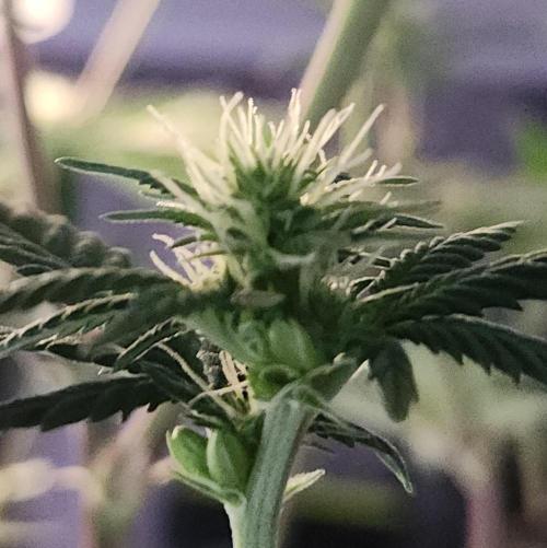 Butterbean Birdseed - Fast Flowering LSO. Week 11 - Rockstar Kush (Day 75)