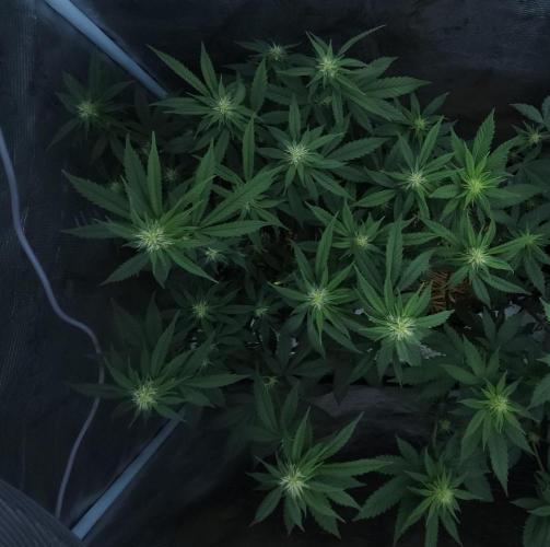 Butterbean Birdseed - Fast Flowering LSO. Week 11 - Faster Master (Day 75)