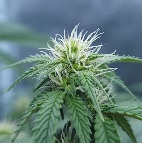 Butterbean Birdseed - Fast Flowering LSO. Week 11 - Faster Master (Day 75)