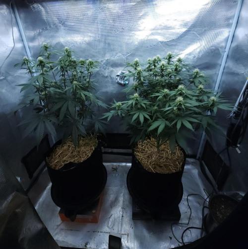 Butterbean Birdseed - Fast Flowering LSO. Week 11 - 04/19/26