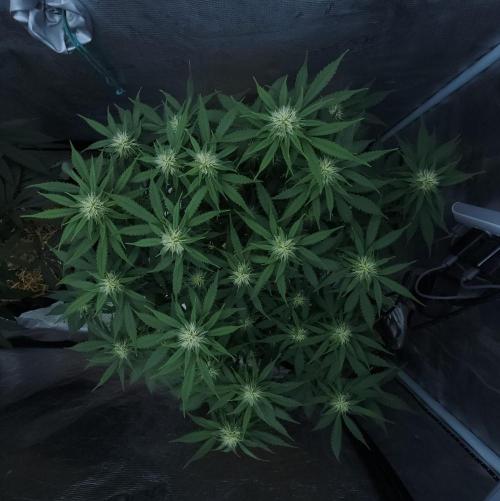 Butterbean Birdseed - Fast Flowering LSO. Week 11 - UBC Chemo (Day 85)