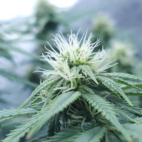 Butterbean Birdseed - Fast Flowering LSO. Week 11 - UBC Chemo (Day 85)