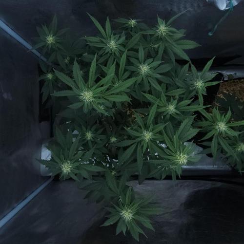 Butterbean Birdseed - Fast Flowering LSO. Week 11 - Faster Master (Day 76)