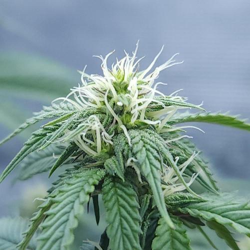 Butterbean Birdseed - Fast Flowering LSO. Week 11 - Faster Master (Day 76)