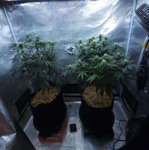 Butterbean Birdseed - Fast Flowering LSO. Week 11 - 04/20/26