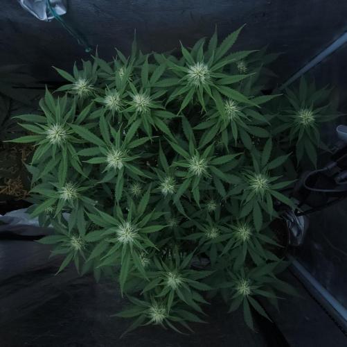 Butterbean Birdseed - Fast Flowering LSO. Week 12 - UBC Chemo (Day 86)