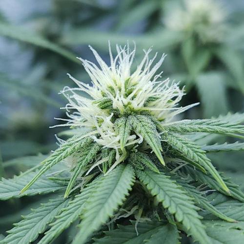 Butterbean Birdseed - Fast Flowering LSO. Week 12 - UBC Chemo (Day 86)