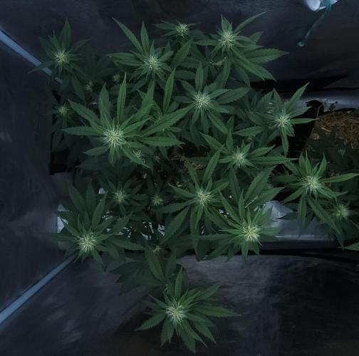 Butterbean Birdseed - Fast Flowering LSO. Week 12 - Faster Master (Day 77)