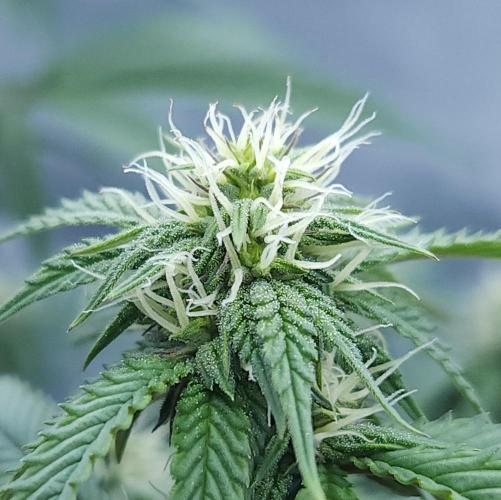 Butterbean Birdseed - Fast Flowering LSO. Week 12 - Faster Master (Day 77)