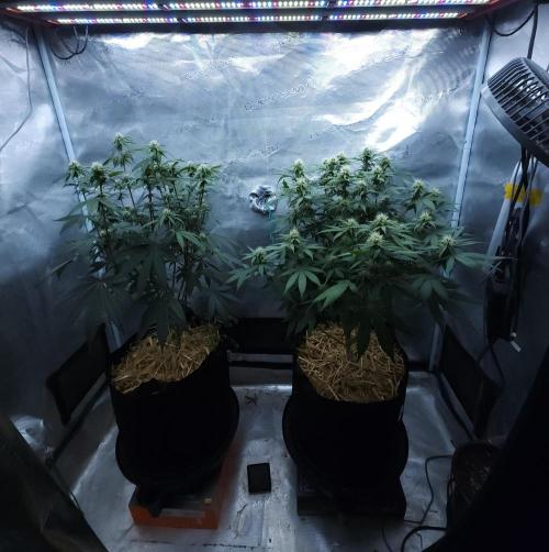 Butterbean Birdseed - Fast Flowering LSO. Week 12 - 04/21/26