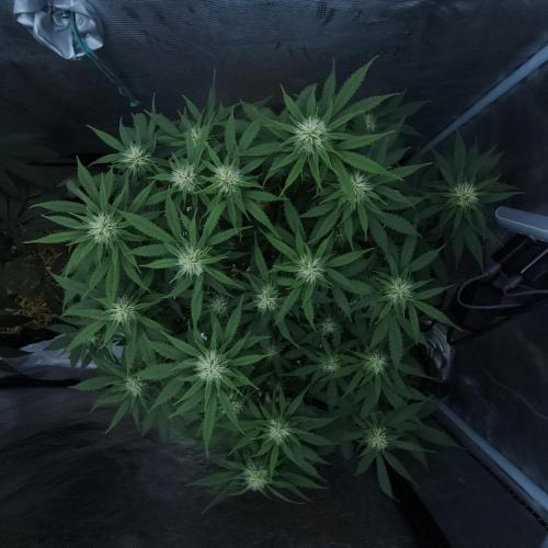 Butterbean Birdseed - Fast Flowering LSO. Week 12 - UBC Chemo (Day 87)