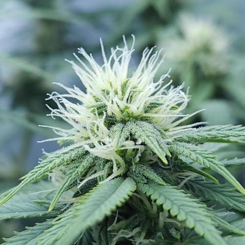 Butterbean Birdseed - Fast Flowering LSO. Week 12 - UBC Chemo (Day 87)