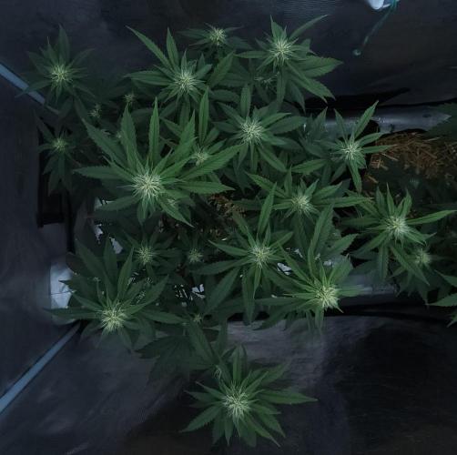 Butterbean Birdseed - Fast Flowering LSO. Week 12 - Faster Master (Day 78)