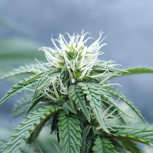 Butterbean Birdseed - Fast Flowering LSO. Week 12 - Faster Master (Day 78)