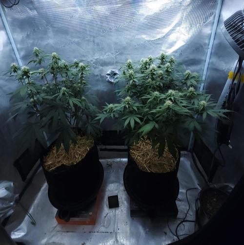Butterbean Birdseed - Fast Flowering LSO. Week 12 - 04/22/26