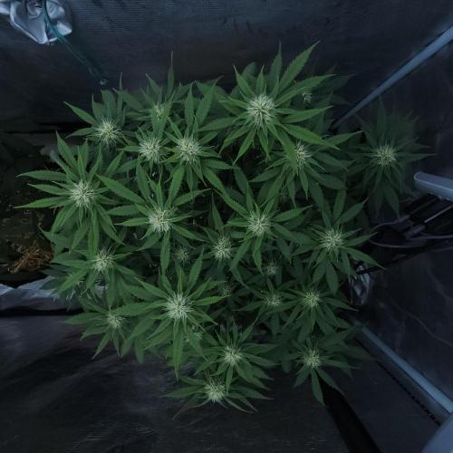 Butterbean Birdseed - Fast Flowering LSO. Week 12 - UBC Chemo (Day 88)