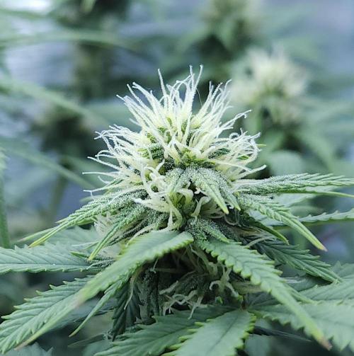 Butterbean Birdseed - Fast Flowering LSO. Week 12 - UBC Chemo (Day 88)